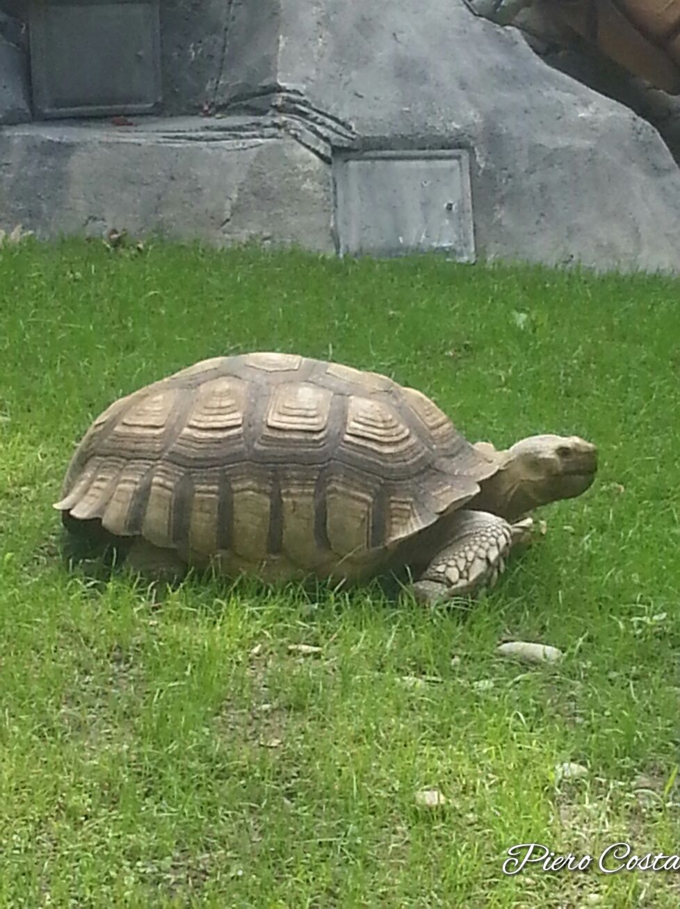 Giant tortoise