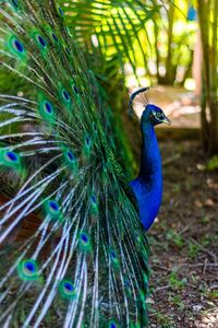 Peacock with blue eyes