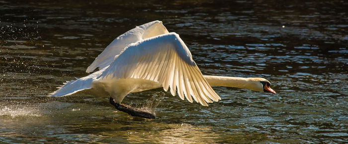 Swan flying over lake