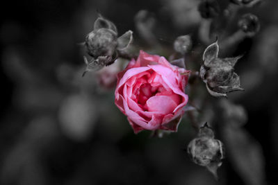 Close-up of pink flowers