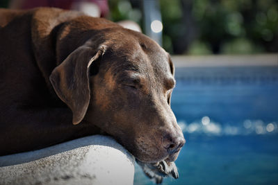 Close-up of dog sleeping