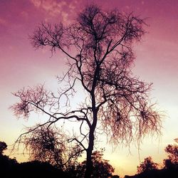 Silhouette of bare tree against sky at sunset