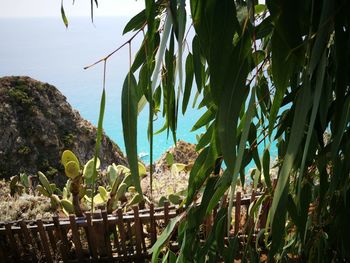 Close-up of succulent plant in sea