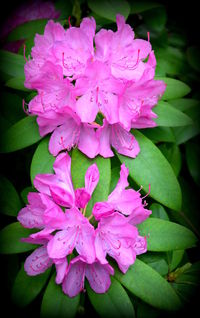 Close-up of pink flowers