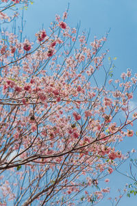 Low angle view of cherry blossoms in spring