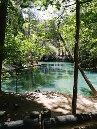 Scenic view of river in forest