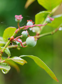 Close-up of flowering plant