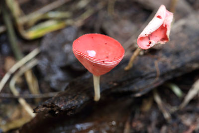 Close-up of red mushroom growing outdoors