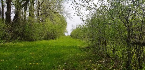 Trees growing in forest