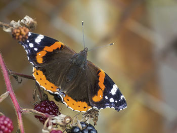 Close-up of butterfly on plant