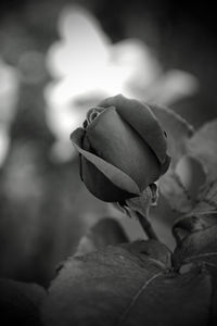 Close-up of rose against blurred background