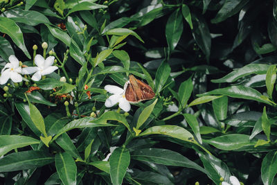 Close-up of butterfly on plant