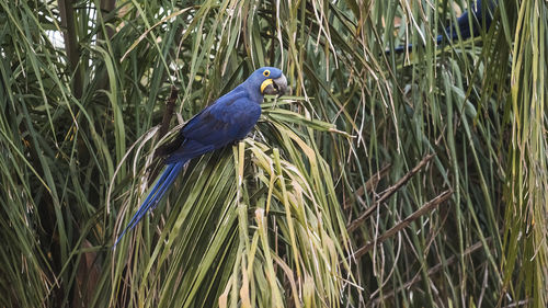 Close-up of bird perching on tree