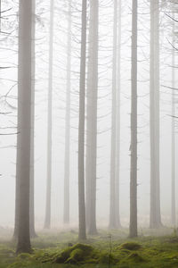 Trees in forest during foggy weather