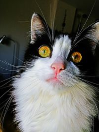 Close-up portrait of a cat