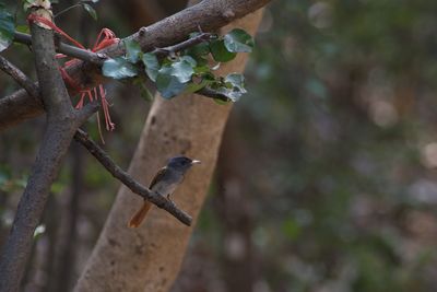 Close-up of bird perching on branch
