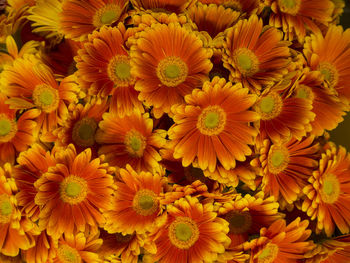 Full frame shot of fresh yellow flowers