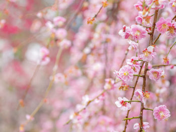 Close-up of pink cherry blossoms