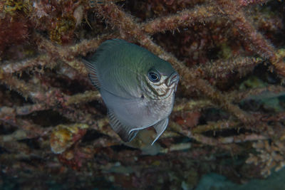 Close-up of fish swimming in sea