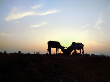 Horses on a field