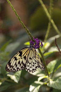 Tree nymph butterfly idea malabarica in a tropical garden.