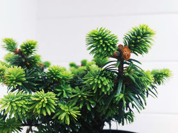 Close-up of bird perching on tree