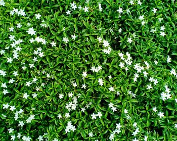 Full frame shot of white flowering plants