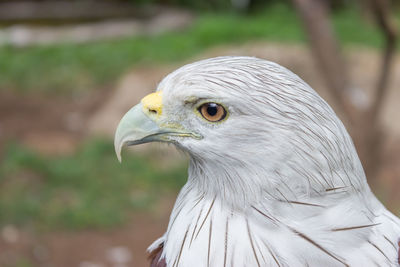 Close-up of a bird