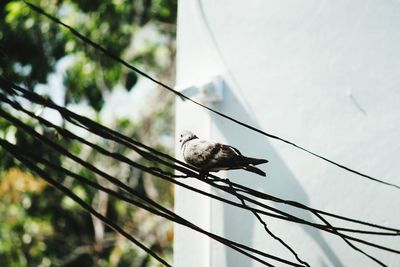 Low angle view of bird perching on cable against sky