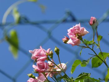Close-up of pink bougainvillea blooming on tree against sky