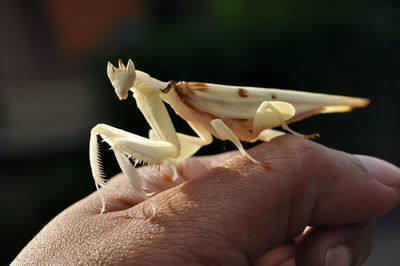 Close-up of hand holding ice cream