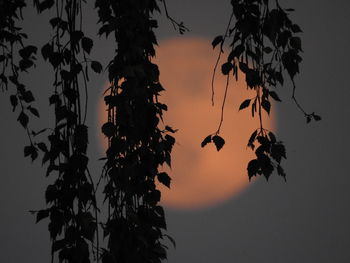 Low angle view of silhouette trees against sky at sunset