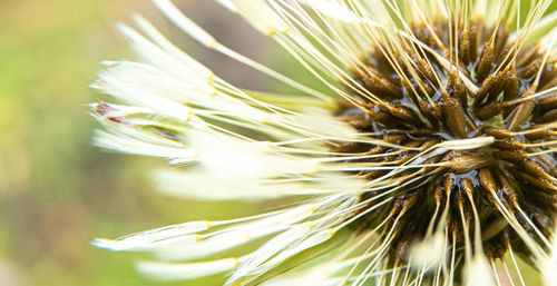Close-up of white dandelion