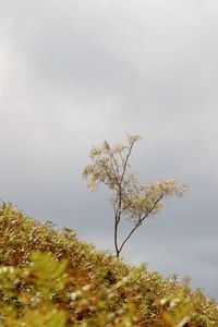 Trees on landscape against sky
