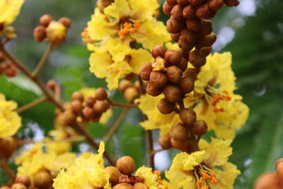 Close-up of berries on plant