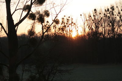 Silhouette of trees at sunset