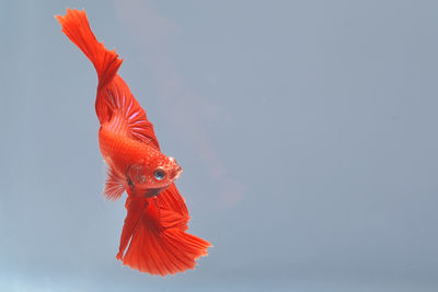 Dancing betta fish