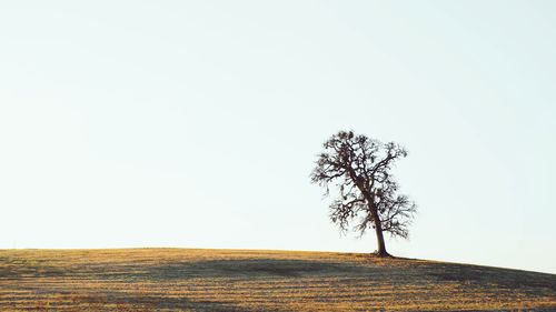 Tree on field against clear sky