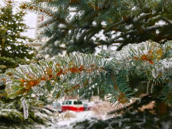 Close-up of pine tree during winter