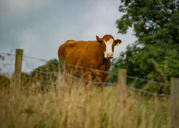 Brown cow on field against sky