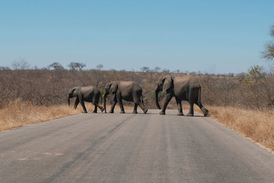 Horses walking on road against clear sky