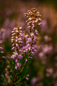 Close-up of purple flowering plant