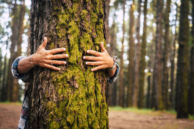 Midsection of person embracing tree trunk in forest
