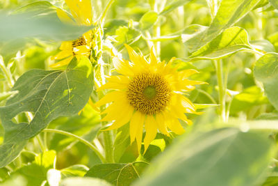 Close-up of yellow flowering plant on field