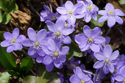 Close-up of purple flowering plants