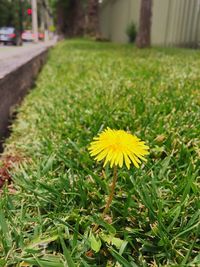 Close-up of yellow flower