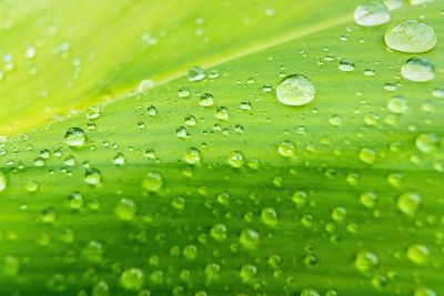 Close-up of water drops on leaves