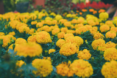 Close-up of yellow flowering plants