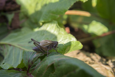 Close-up of butterfly on leaf