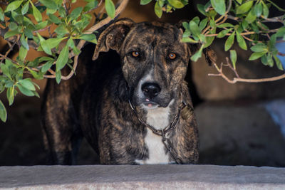 Close-up portrait of dog sitting outdoors